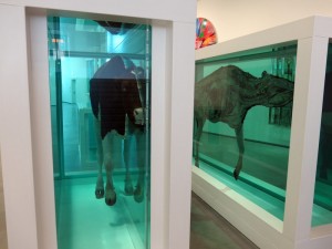 Doormidden gezaagde koe op sterk water